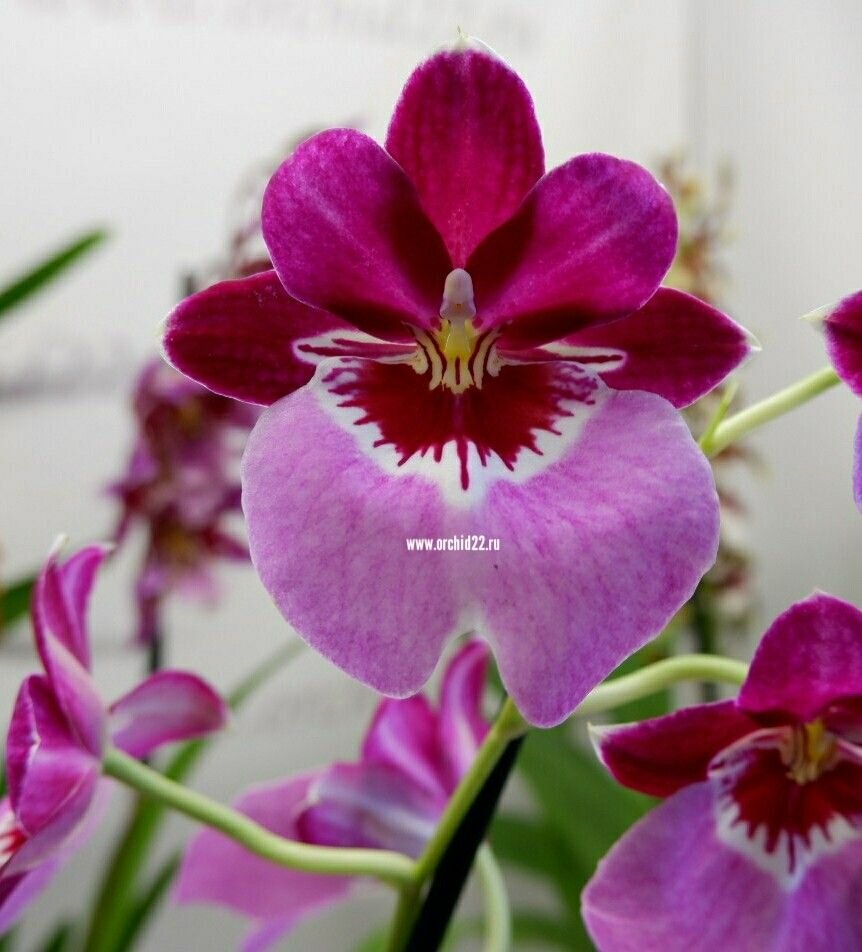 Орхидея Miltonia hybrid 2-3 пбульбы отцвела d-11 комнатное растение