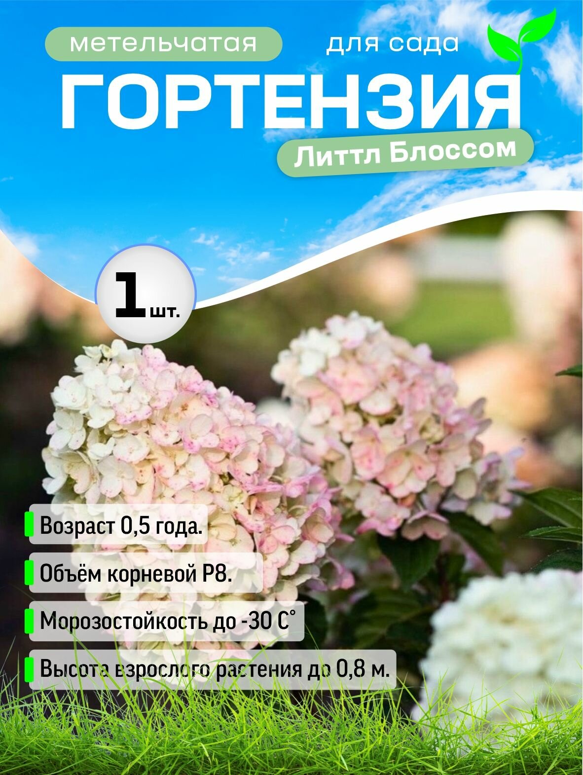 Гортензия Литтл Блоссом  Little Blossom   в горшке Р8  1 шт