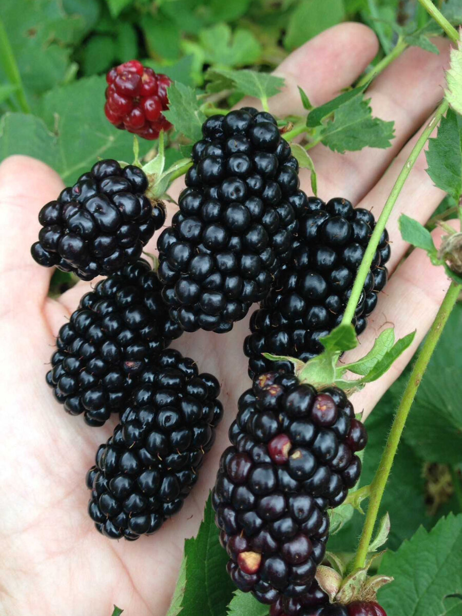 Ежевика бесшипная Натчез многолетняя ЗКС 15 - 2 года цвет черный