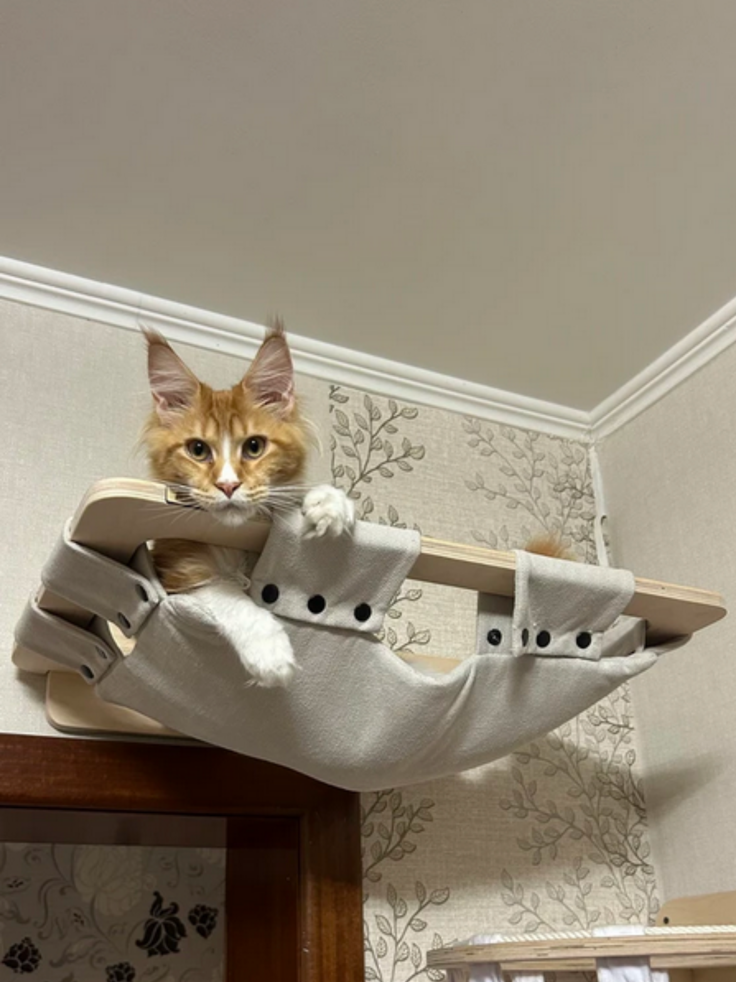 Картинки Гамак для кошки настенный "Kattform" с бортиком, съемный чехол