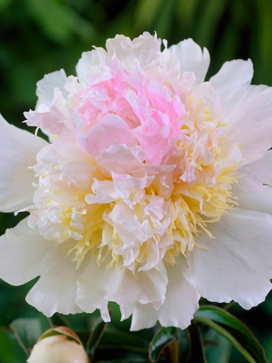 Пион Топ Брасс  Питомник Юлии Олейник