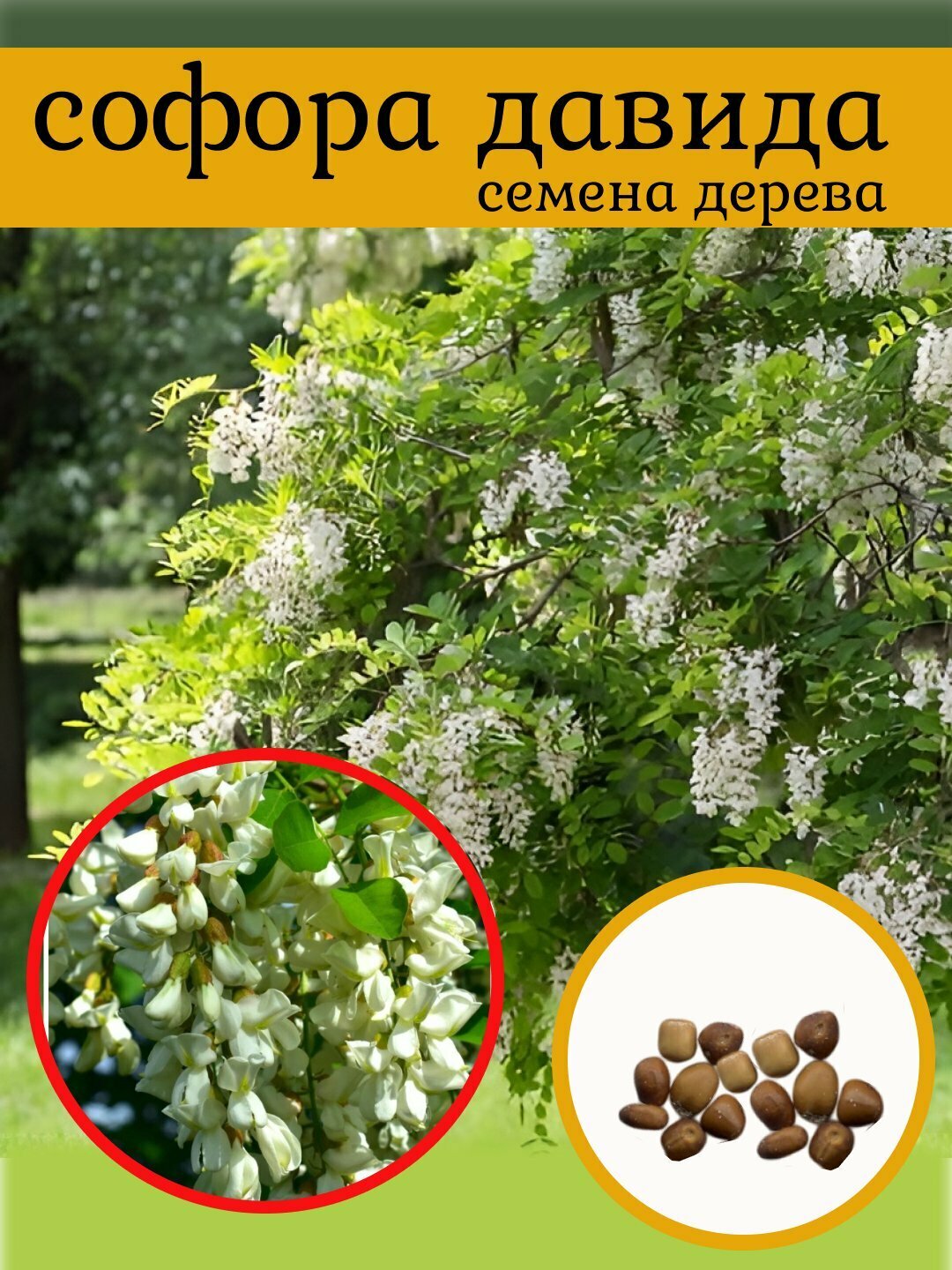 Семена Софора Давида (Sophora davidii), 15 штук, (виколистная)