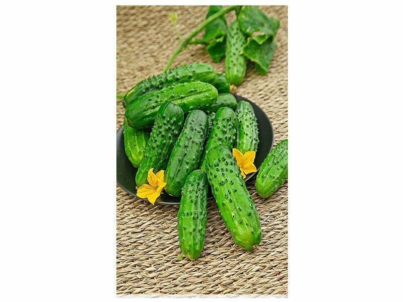 Огурец бочковой F1 DeLuxe раннеспелый 025г 10 семян для дачи