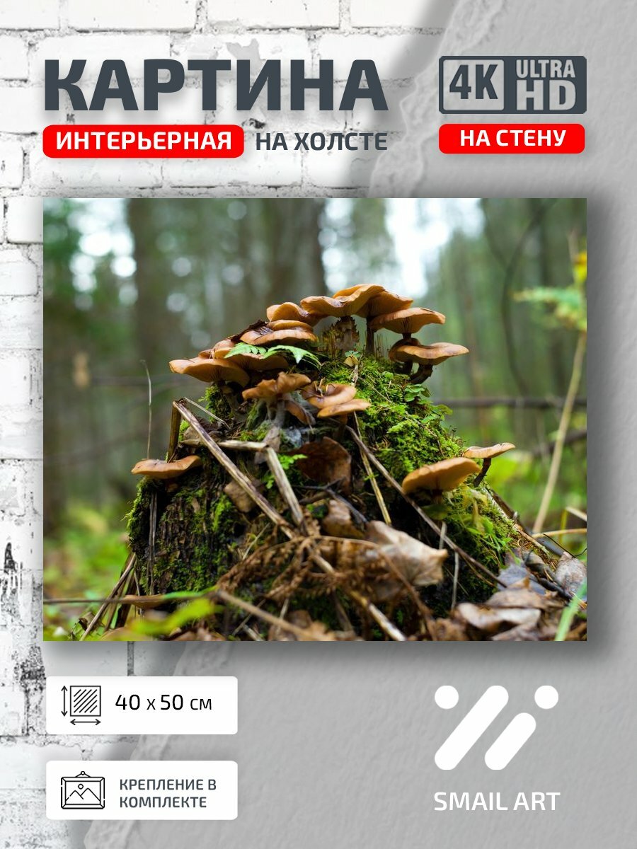 Картина на холсте интерьерная 40 на 50 на стену Лес Landscape для кафе пейзаж интерьер
