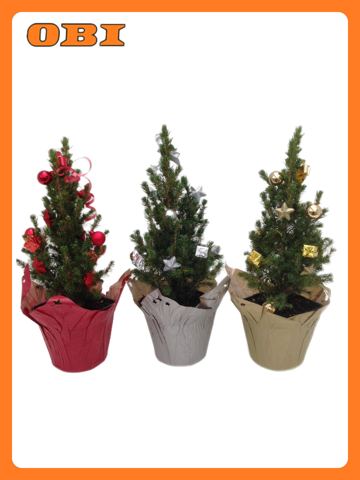 Ель канадская 