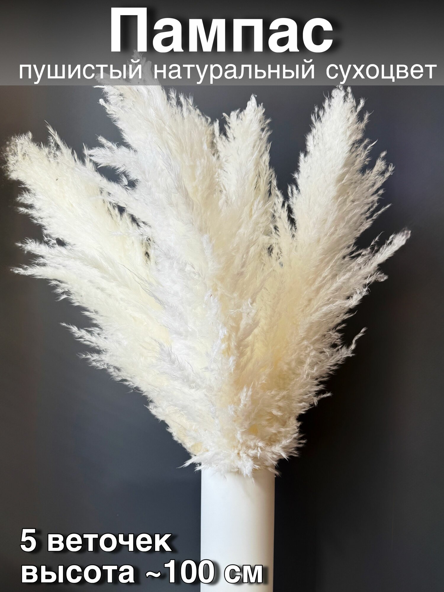 Пампасная трава высокая сухоцветы для декора