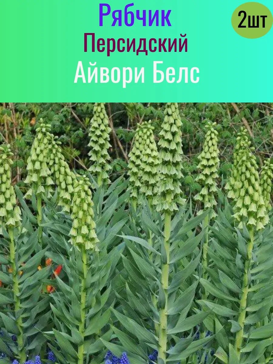 Рябчик луковицы многолетние 2 штуки