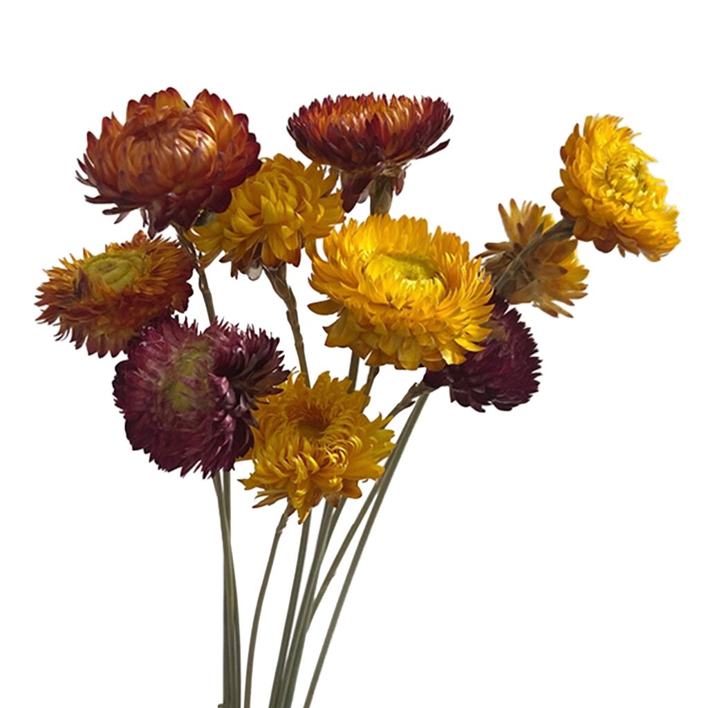 1 букет из 10 с шестиками сушеные хризантемы смешанные цвета