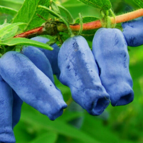 Изображение товара Жимолость Медовая ягода / 1 шт, морозостойкий, раннеспелый сорт