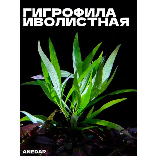 Гигрофила иволистная — растение для аквариума, природный декор