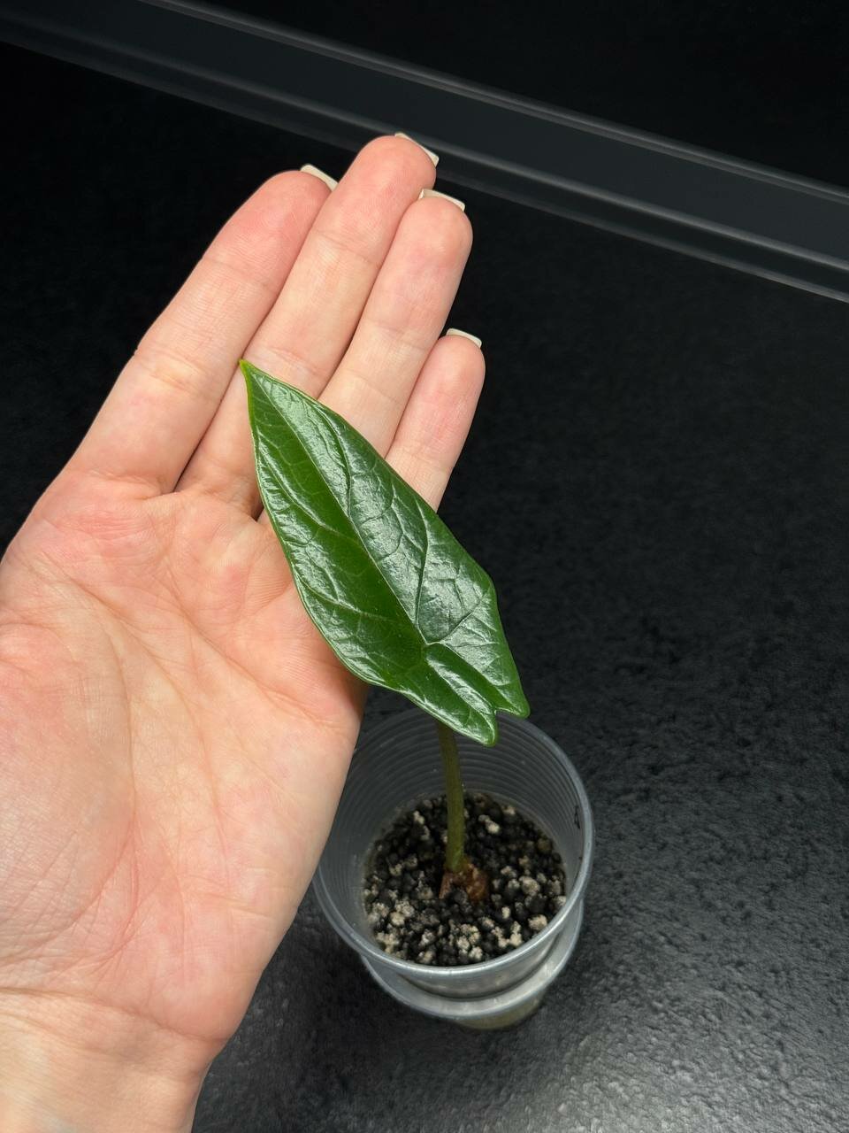 Алоказия Скальпрум детка из клубня Alocasia Scalprum