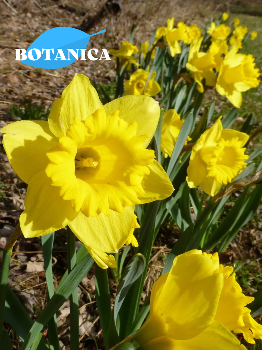Луковицы цветов botanica garden Нарцисс Баренвин (3 штуки)