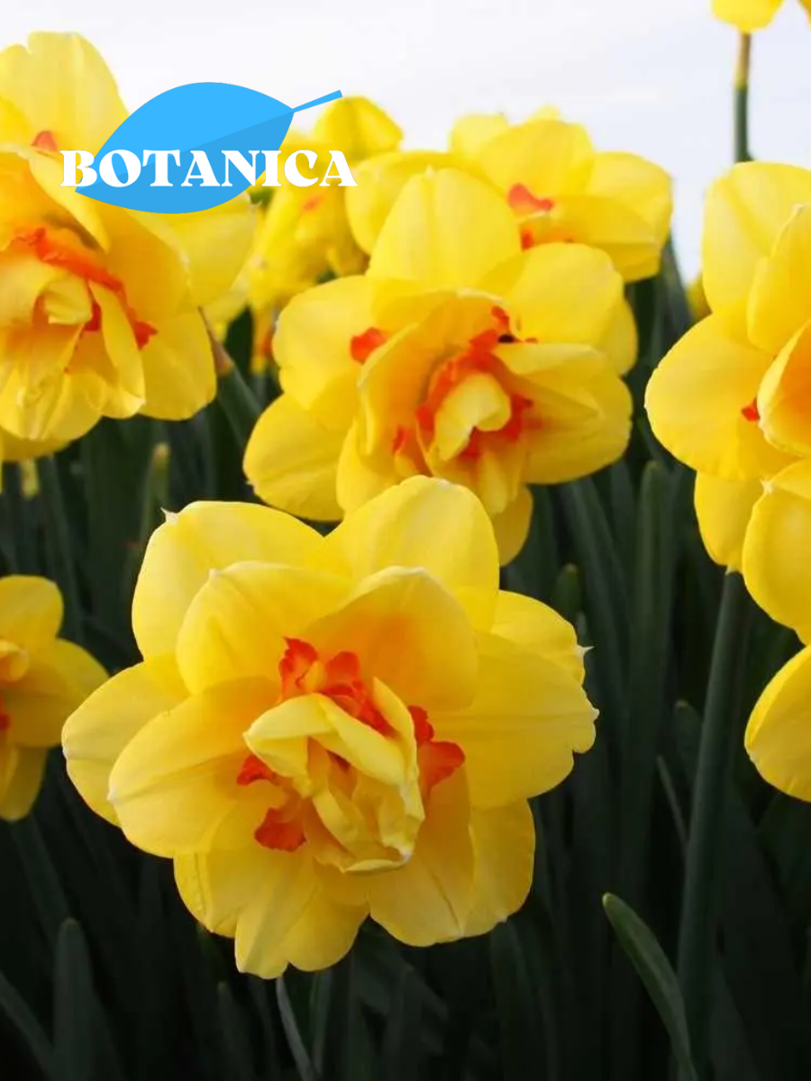 Луковицы цветов botanica garden Нарцисс Таити (3 штуки) махровый