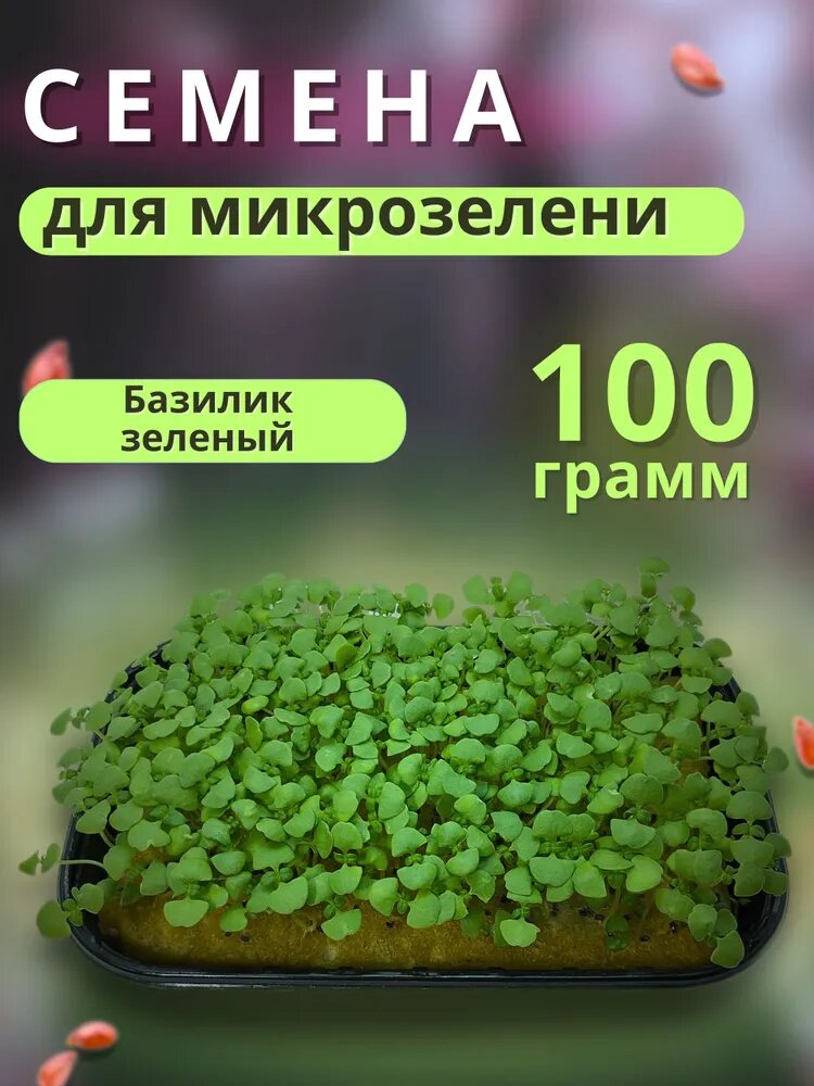 Семена базилика зеленый лимонный для проращивания микрозелени 10 грамм