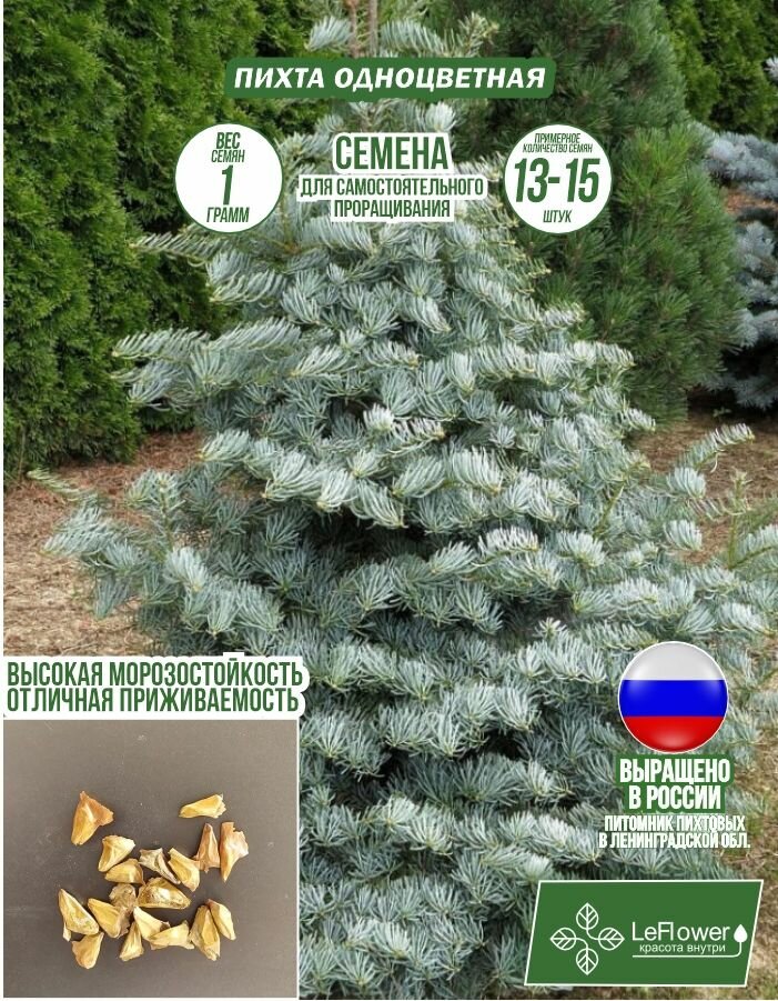 Семена, Пихта Одноцветная, грамм