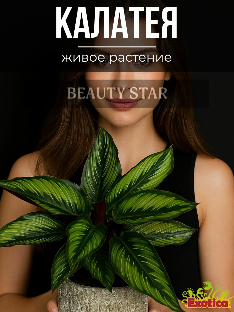 Калатея Бьюти Стар  Calathea Beauty Star  6см  живое растение