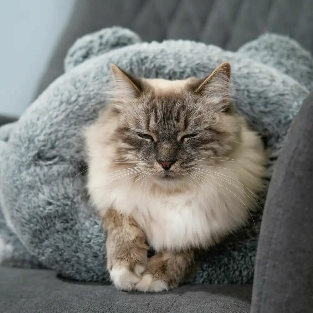 Тоннель для животных Rurri "Тоннель с ушками" серый для карликовых собак и кошек