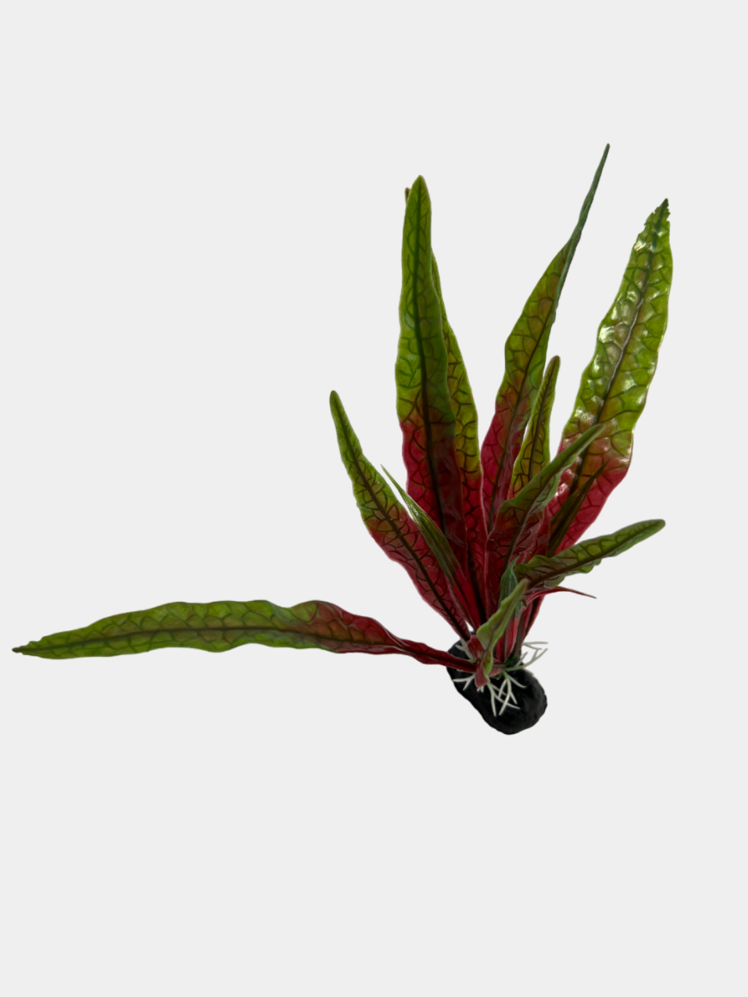 Akvarium uchun o‘simliklar, amazonka, akvarium uchun dekoratsiya, 18 sm — фото 1