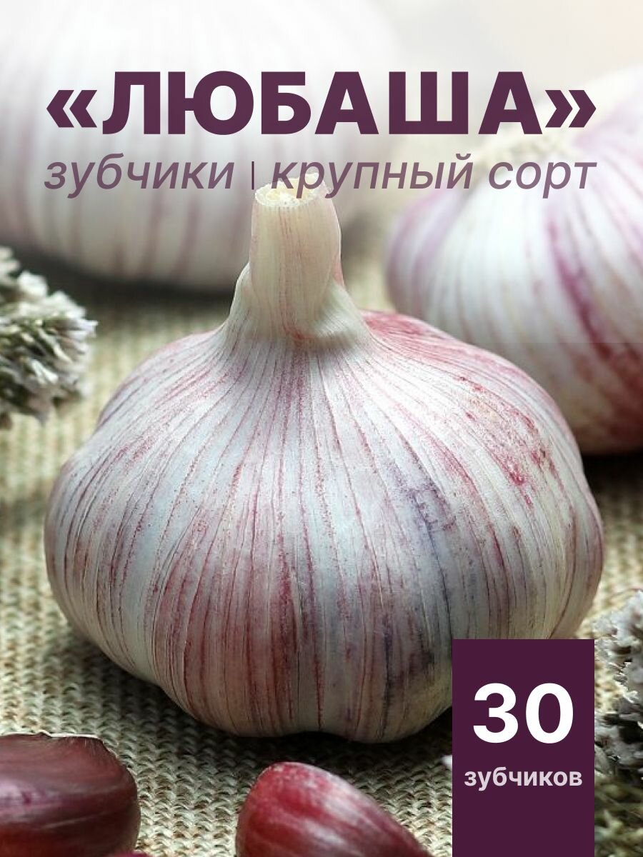 Зубчики чеснока на посадку "Любаша" 30шт