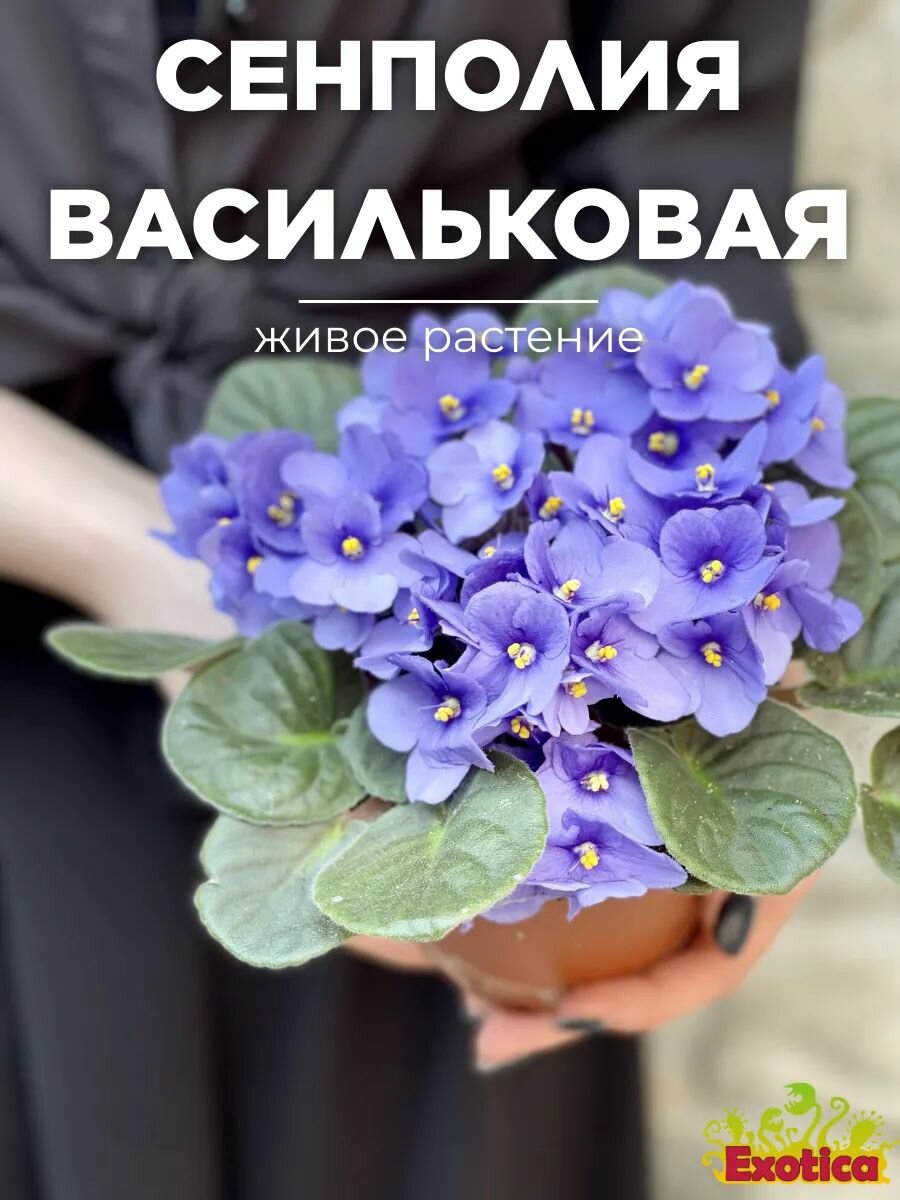 Сенполия Васильковая (Saintpaulia Blue) D10см, фиалка живая комнатная