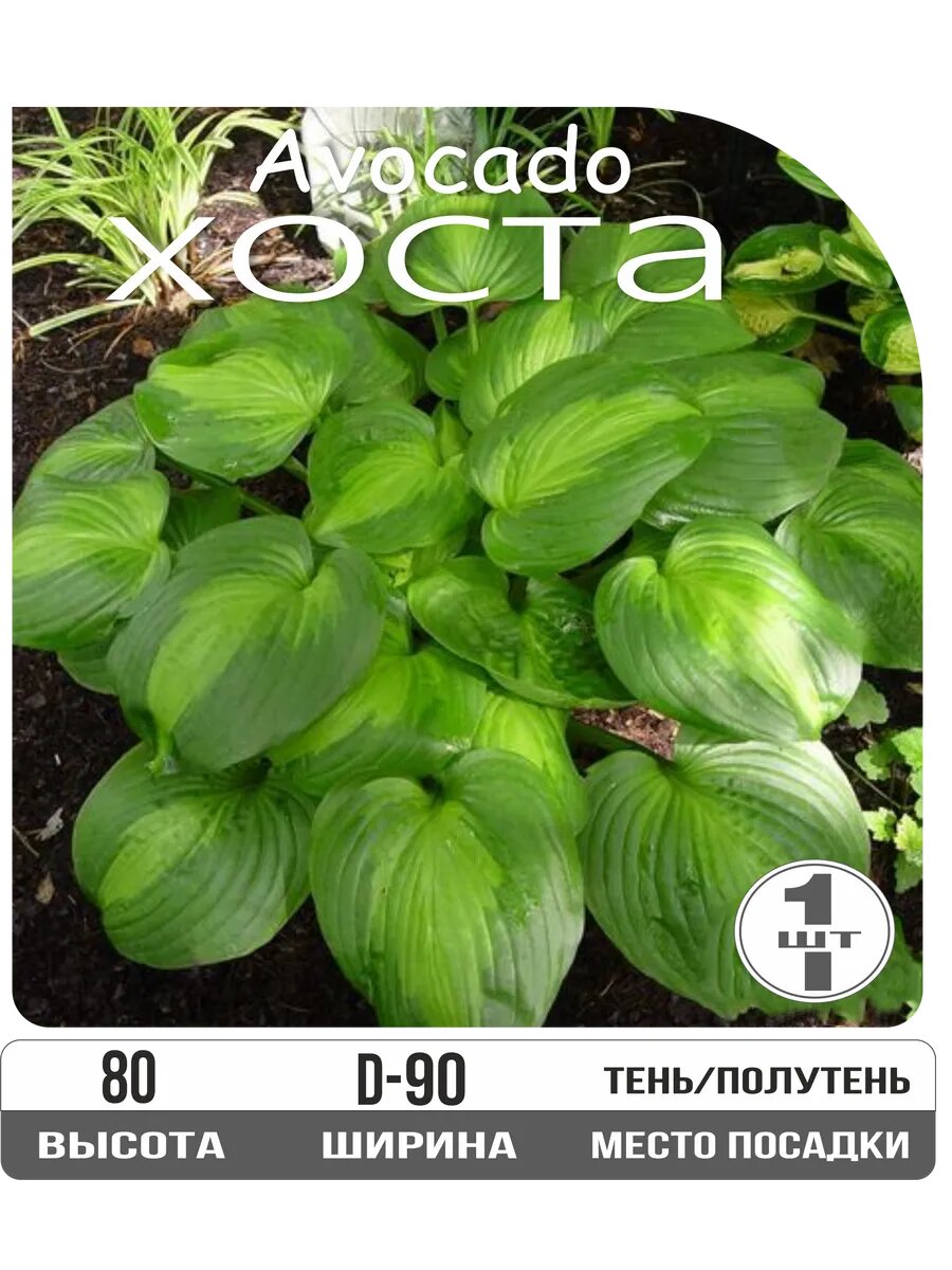 Хоста Авокадо морозостойкая многолетняя высота 80см 1 шт Eywa