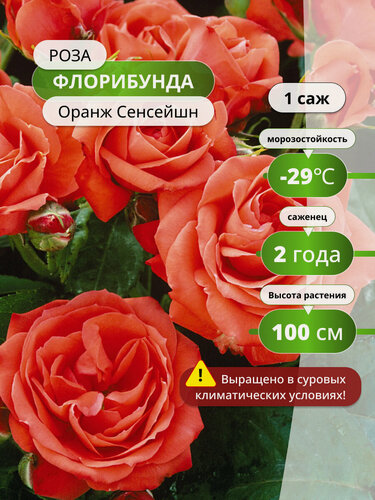 Изображение товара Роза флорибунда Оранж Сенсейшн (Orange Sensation) 1 шт / розы