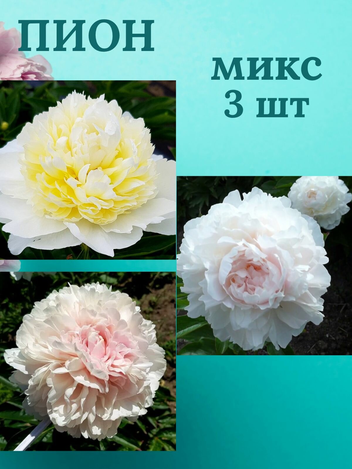 Пионы многолетние цветы Микс из 3 штук