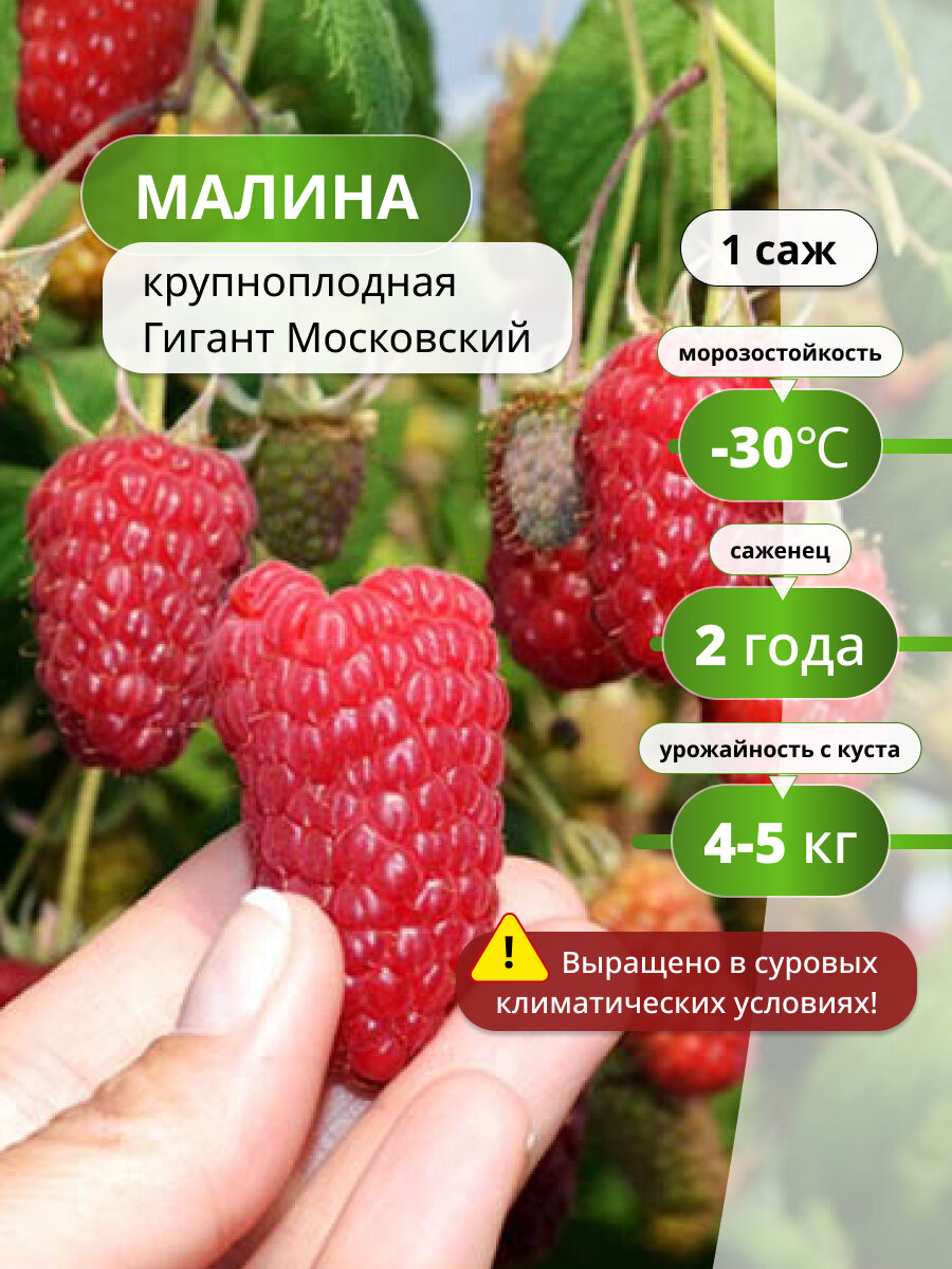 Малина крупноплодная Гигант Московский / саженец малины, морозостойкий сорт