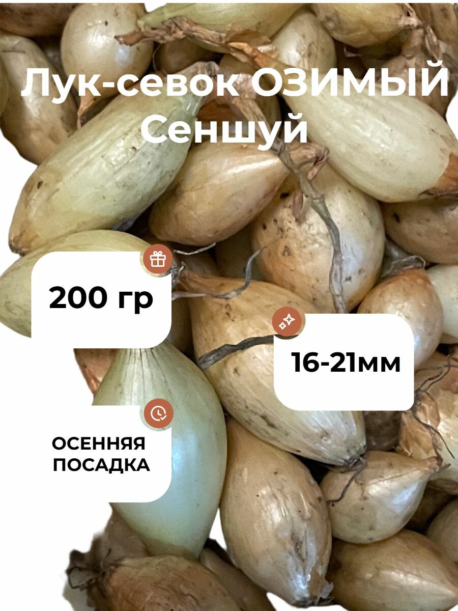 Лук-севок Сеншу 200гр (перебран очищен)