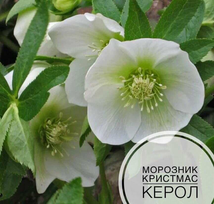 Морозник Кристмас Керол