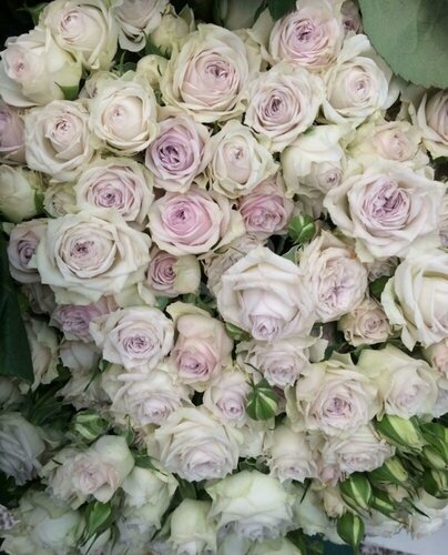 Изображение товара Роза спрей Сильвер Лэйс, многолетняя, морозостойкая, высотой 60 см, 1