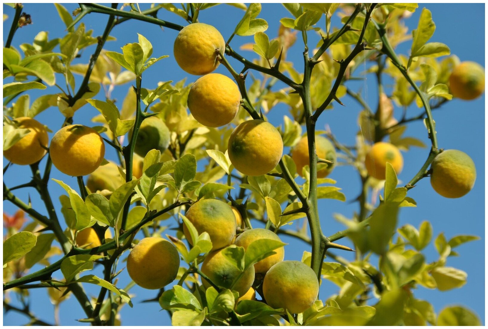 Понцирус - Лимон трёхлисточковый (лат. Poncirus trifoliata) семена 5шт