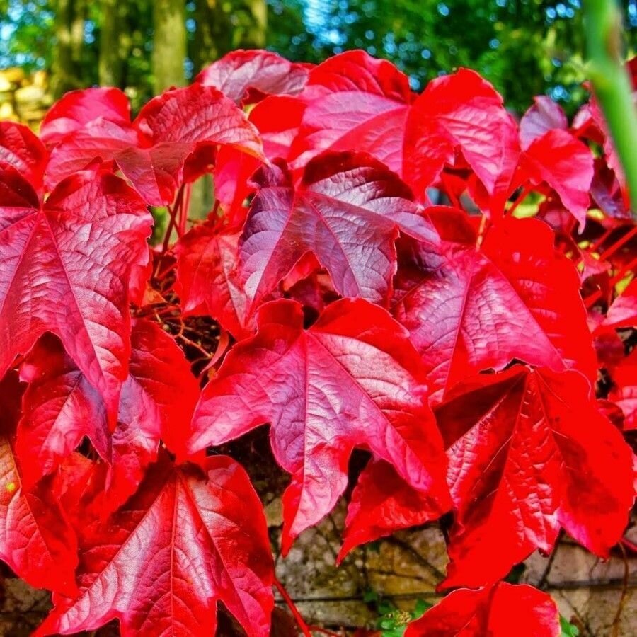 Семена Виноград девичий триостренный Вичи (Parthenocissus tricuspidata Veitchii), 10 штук