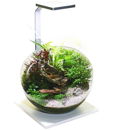 Gloxy Flora - Флорариум светлое дерево, 6,5л