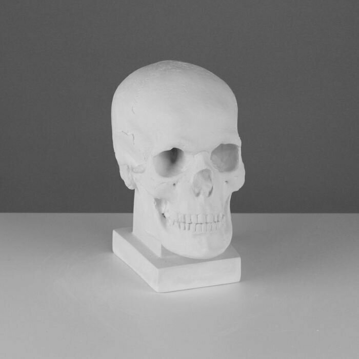 Гипсовая фигура анатомическая: череп (слепок с натурального), 19 х 14 х 25 см - фотография № 4