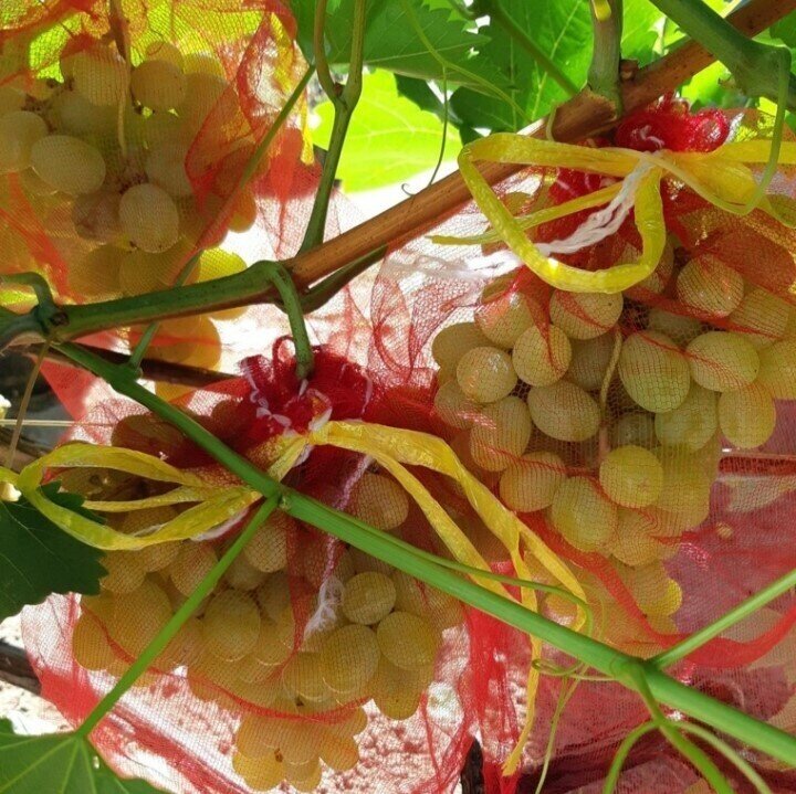 Мешочки для винограда от ос сетчатые 25х44 см, 25 шт. Благодатное земледелие - фотография № 10