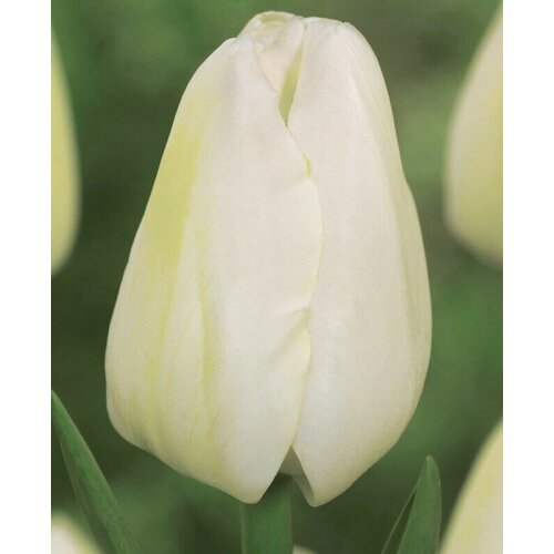 Луковицы тюльпанов Малайзия (Malaysia) 10 штук