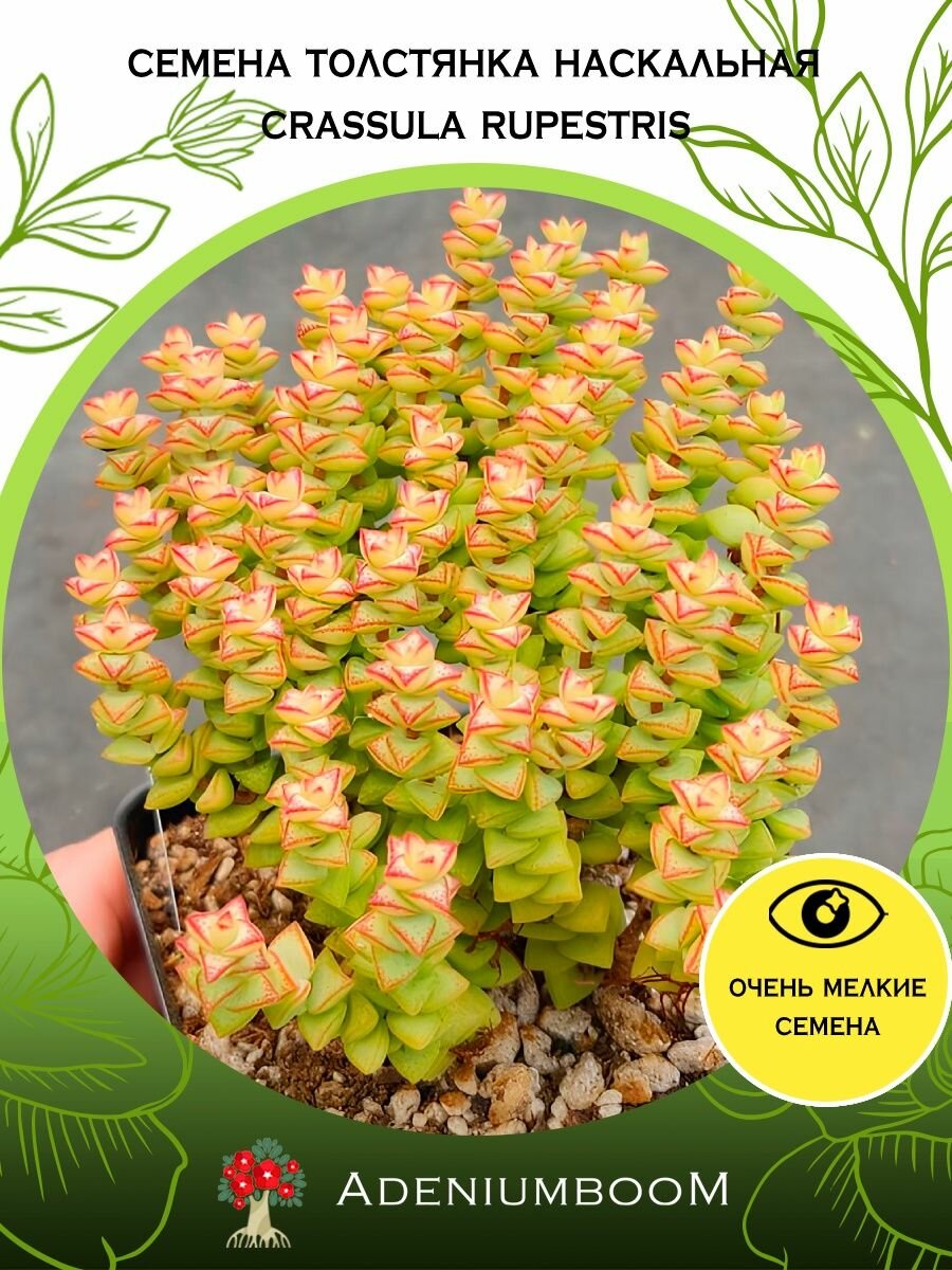 Семена Толстянка Наскальная (5 шт.) /Crassula Rupestris, семена редких комнатных цветов, суккулентов многолетних, цветущих растений/AdeniumBoom