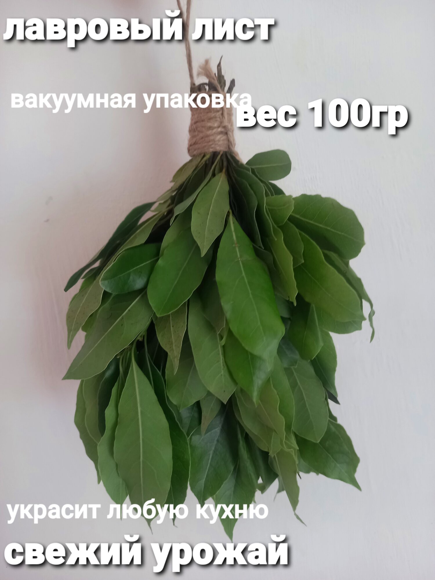Лавровый лист свежий на ветке