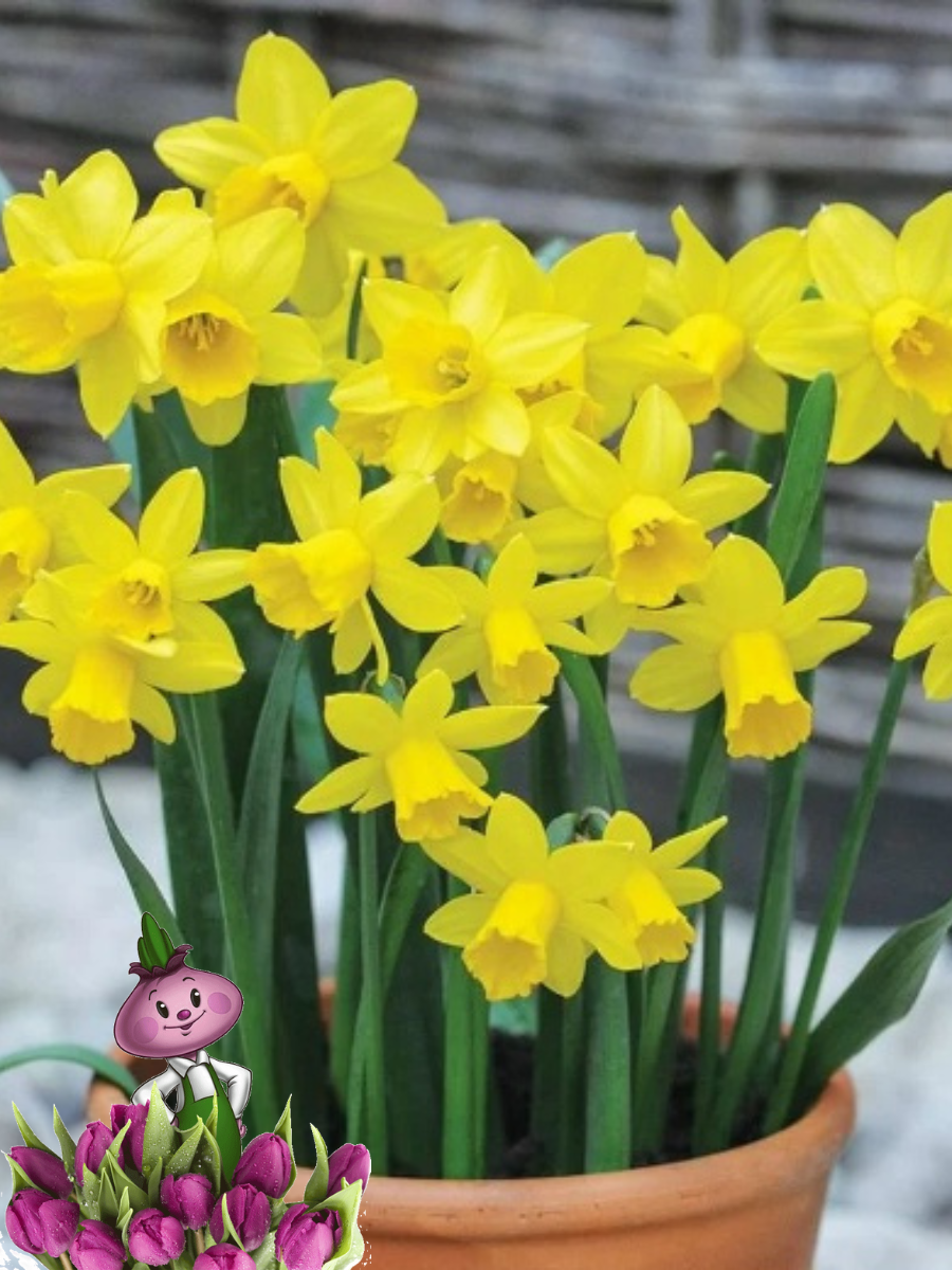 Луковицы цветов Chipollino flowers Нарцисс TETE A TETE (3 луковицы)