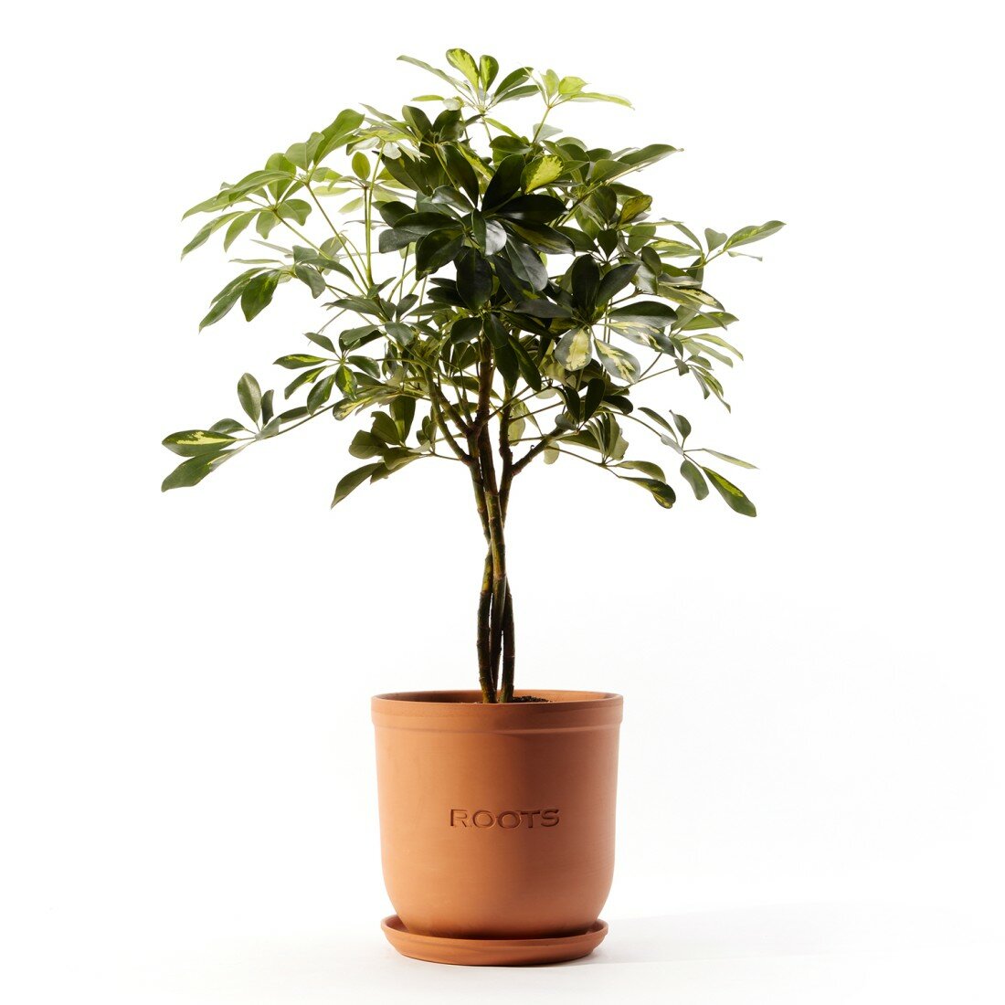 Шеффлера Герда d21