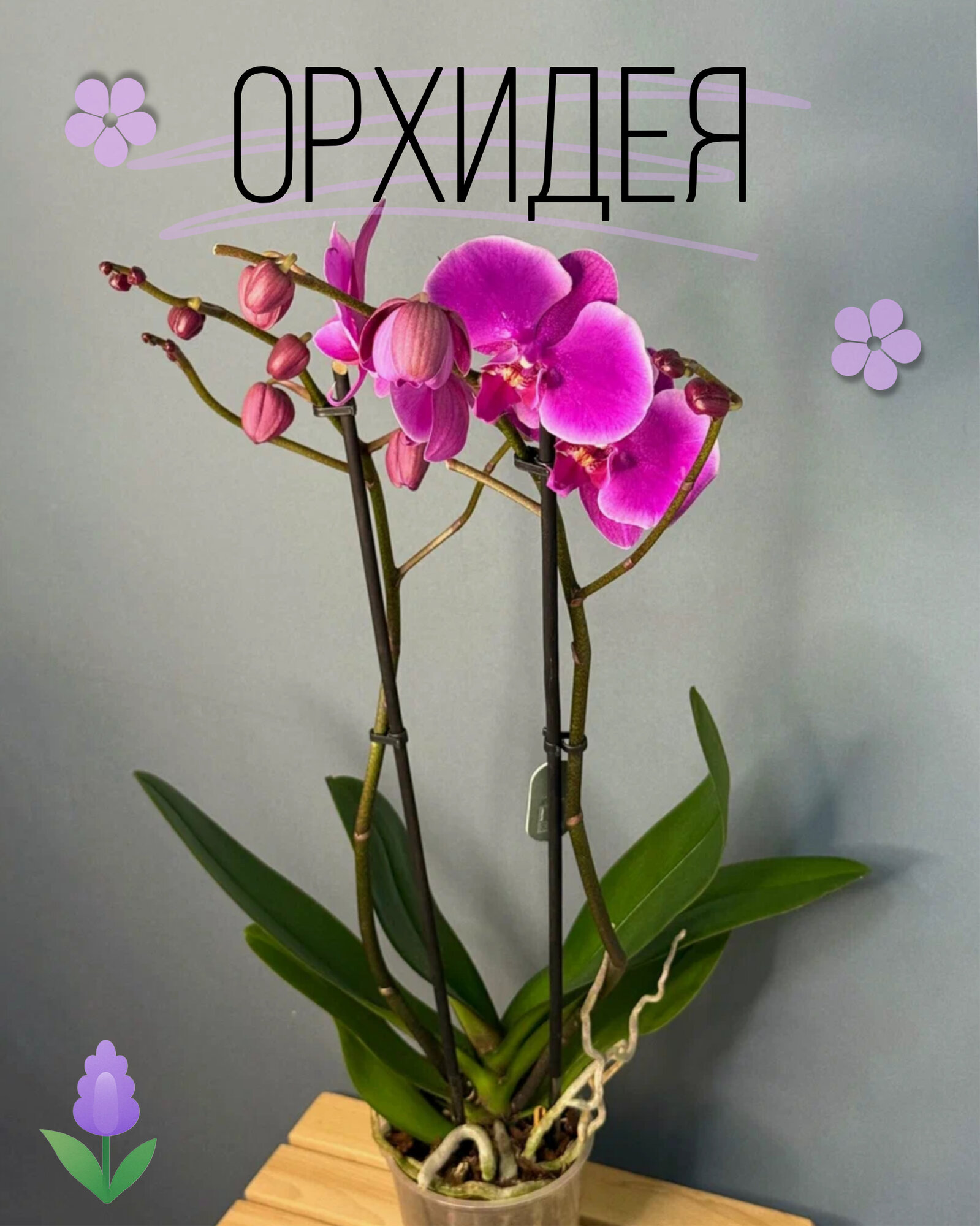 Орхидея Фаленопсис Макси 2 цветоноса (Phalaenopsis) — насыщенное сияние пурпурных оттенков