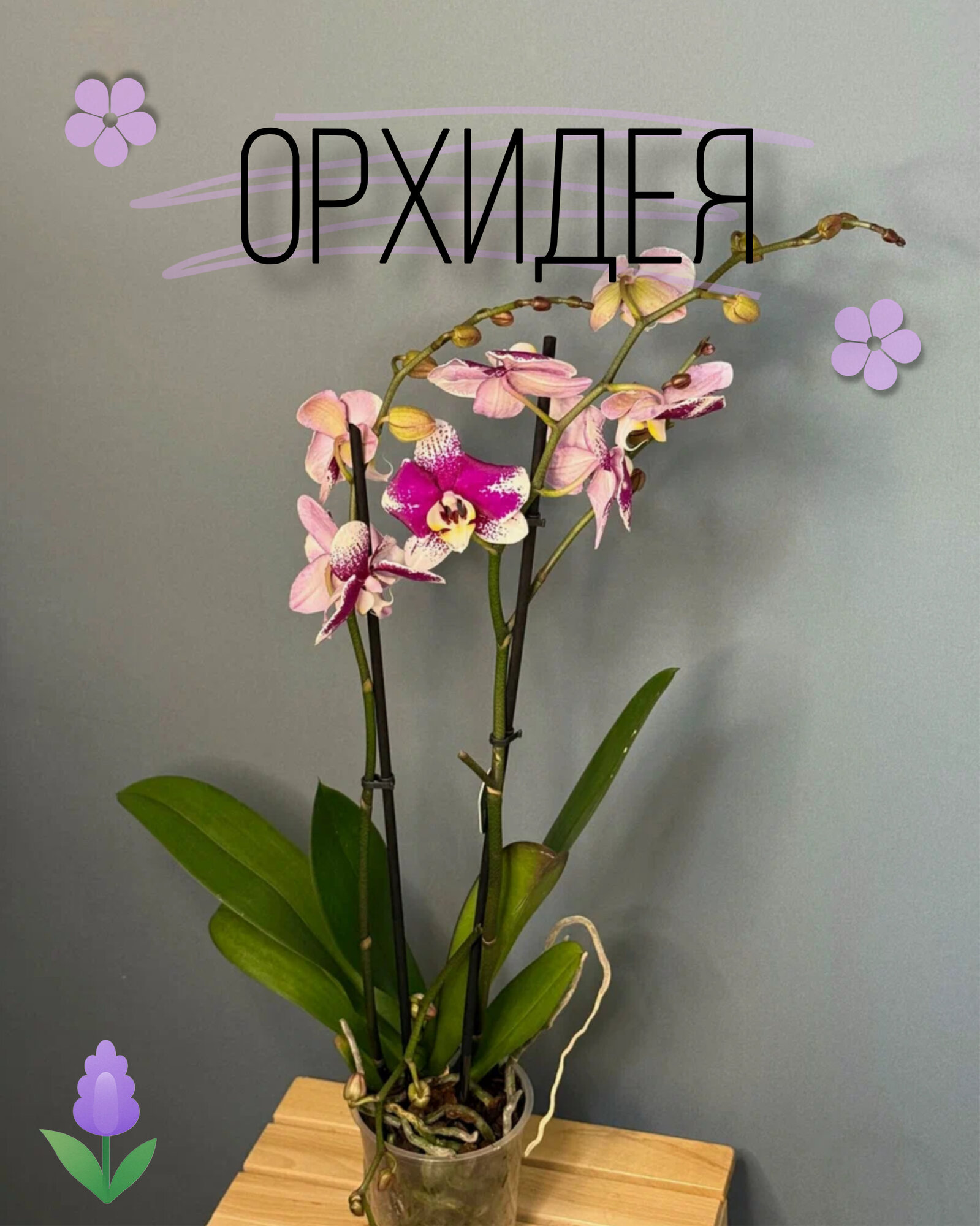 Орхидея Фаленопсис Макси розово-фиолетовая 2 цветоноса (Phalaenopsis) — изысканная экзотика и роскошь цветения