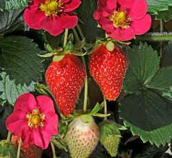 Семена Земляника Тоскана - ремонтантная F1 Удачный дачник Е/П Б/Ф