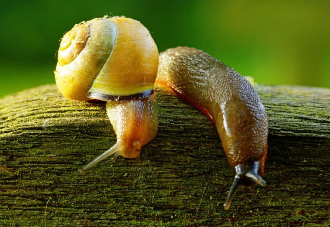 Гранулы "Гроза-6", от слизней, улиток, для всех культур, 15 г — фото 1