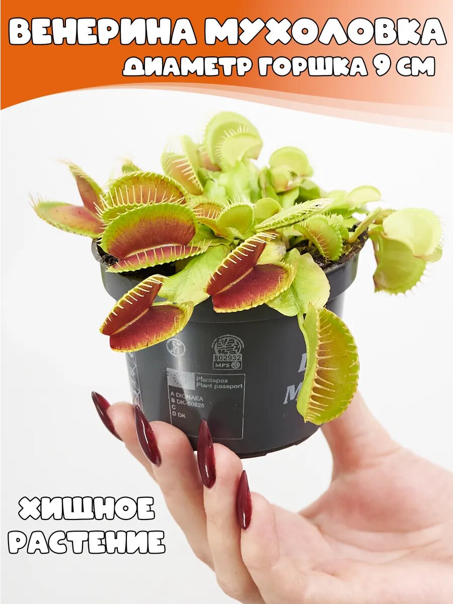 Венерина Мухоловка Д9см Дионея хищное растение