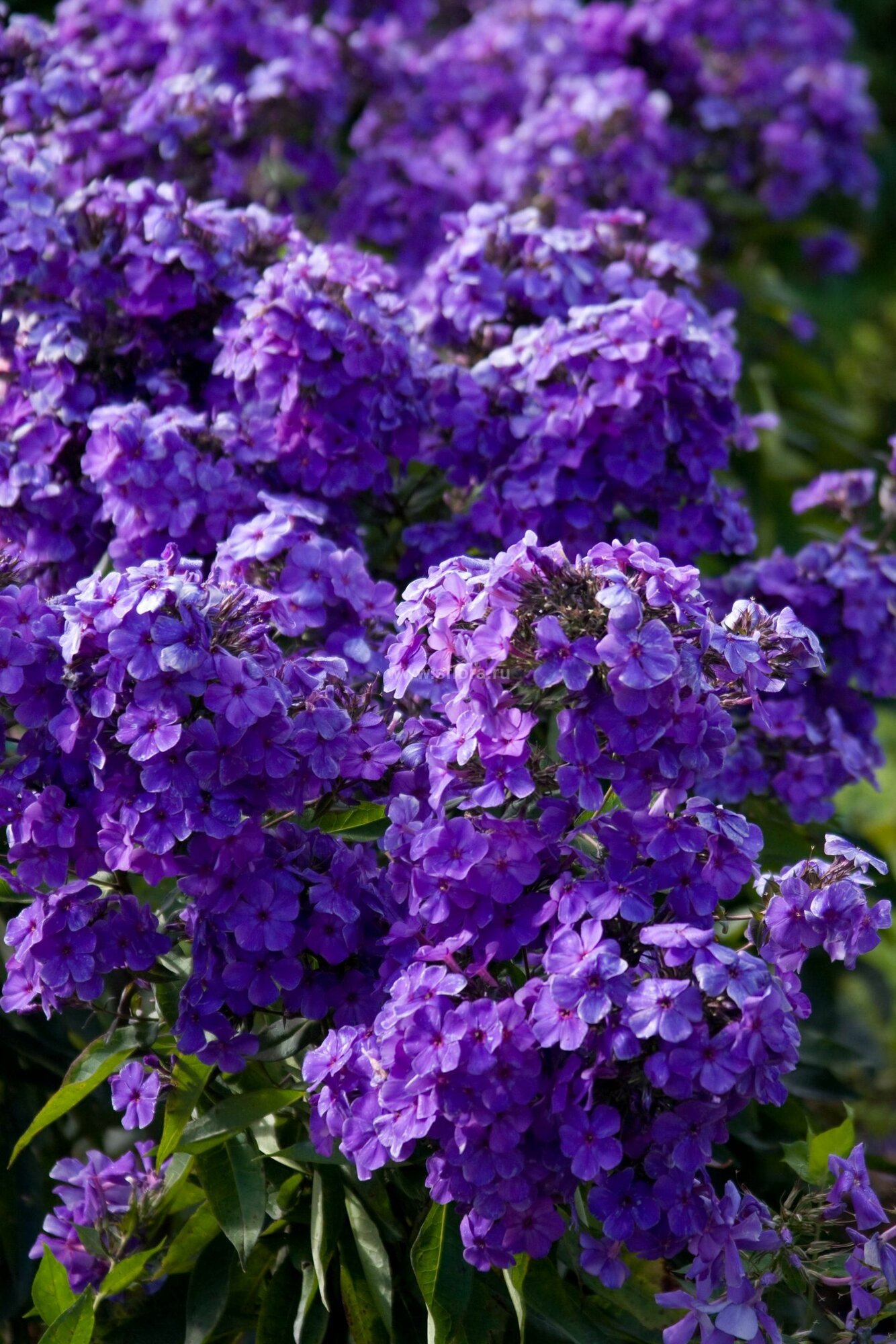 Флокс метельчатый Орфей (Phlox paniculata Orfej )
