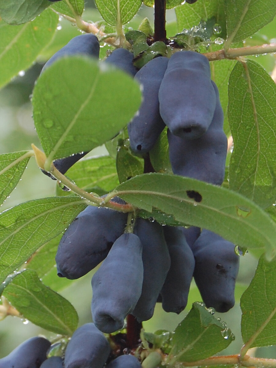 Жимолость Бакчарская Юбилейная ЗКС 15 года 35-50 см многолетник