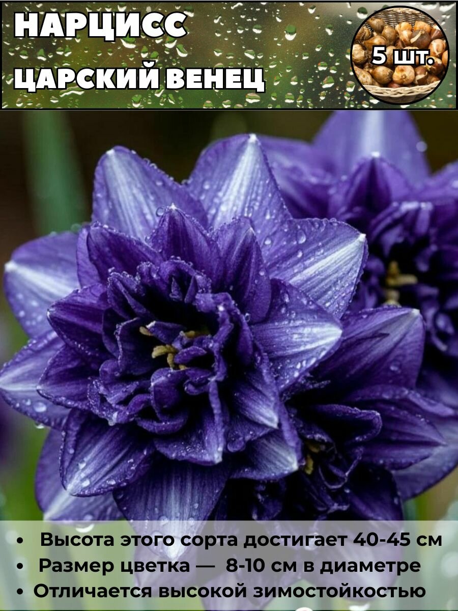 Нарцисс Царский венец луковицы 5 штук