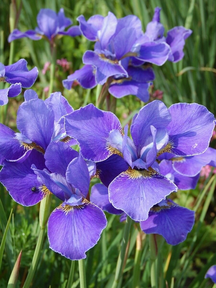 Семена Ирис сибирский (Iris sibirica), 15 штук